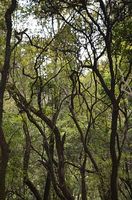 екскурзия Етиопия - 83176 възможности екскурзия Етиопия - 41975 възможности