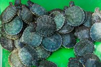 екскурзия Етиопия - 81729 възможности екскурзия Етиопия - 65573 възможности