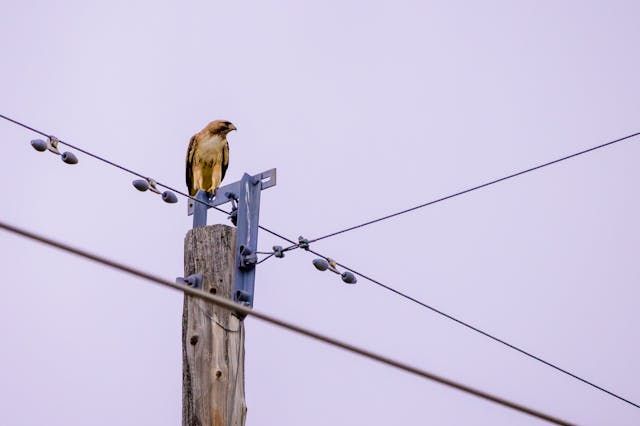 High Voltage Cable - 49246 news
