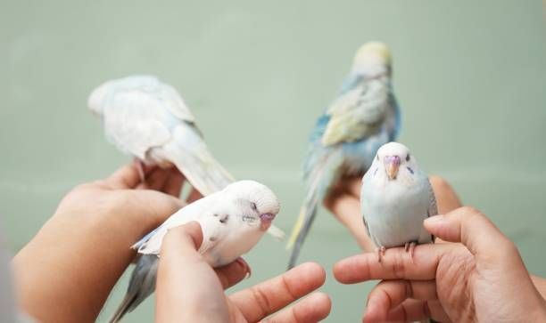 Грижи за папагал - 29474 комбинации