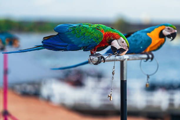 Грижи за папагал - 17869 комбинации