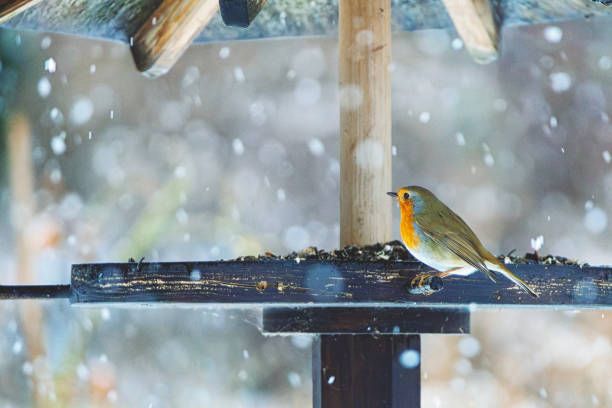 храна за птици на едро - 55116 постижения