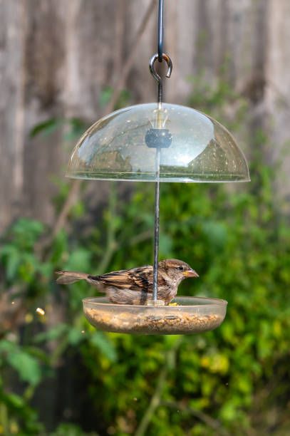 храна за птици на едро - 65927 цени