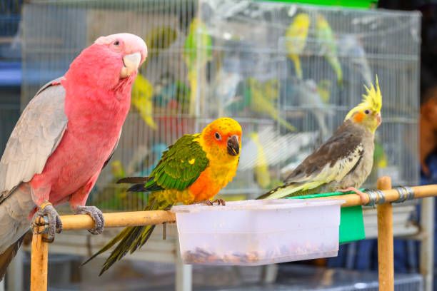 Клетка за вълнисти папагали - 4817 селекции