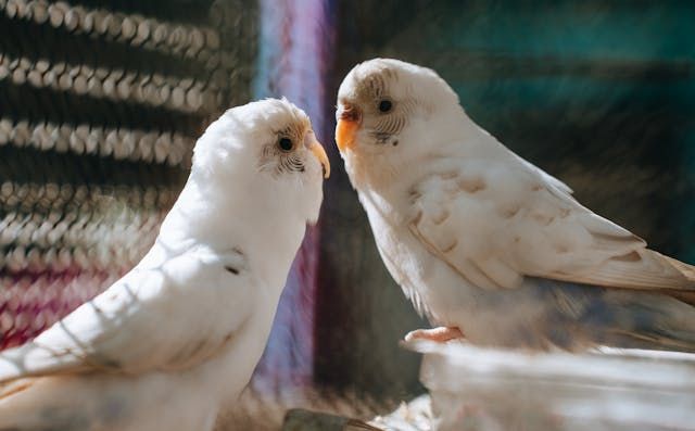 Клетка за вълнисти папагали - 24019 цени