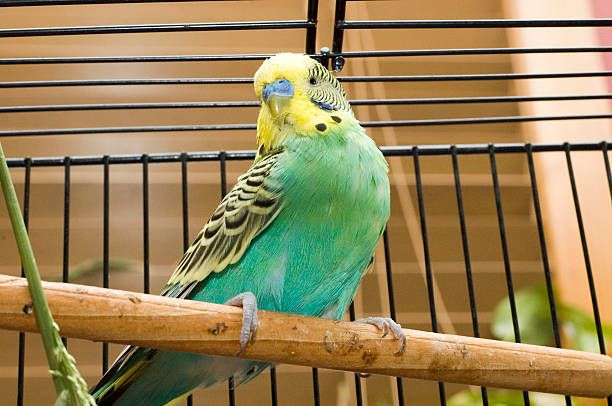 Клетка за вълнисти папагали - 81999 комбинации