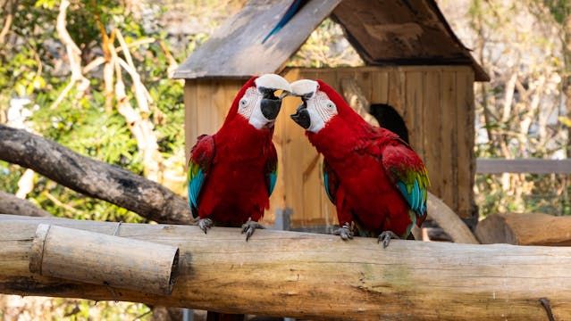 Витамини за папагали - 34804 клиенти