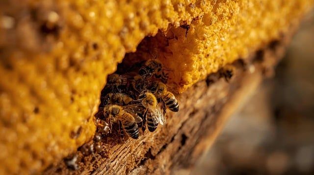 пчеларство - 54820 типа